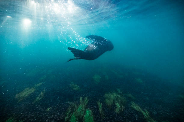 istock Friendly Australian fur seal playing in the oceans waves underwater 1439631320