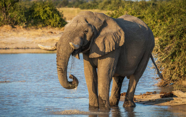 istock Beautiful Savuti,Botswana wildlife  Pictures 1439632083