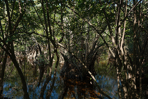 Tropical swamp in the caribbean jungle at Mexico