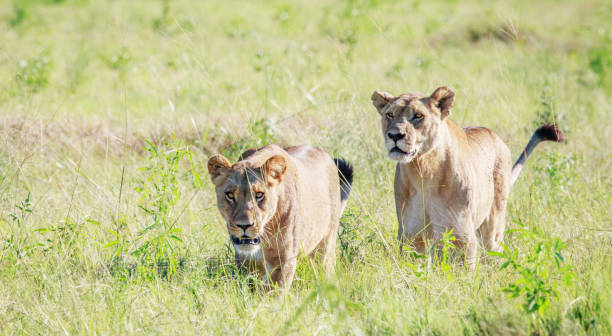 istock Beautiful Savuti,Botswana wildlife  Pictures 1439632175