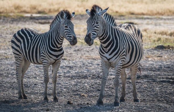 istock Beautiful Savuti,Botswana wildlife  Pictures 1439632176