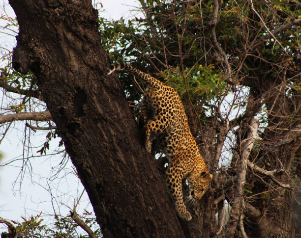 istock Beautiful Savuti,Botswana wildlife  Pictures 1439632655