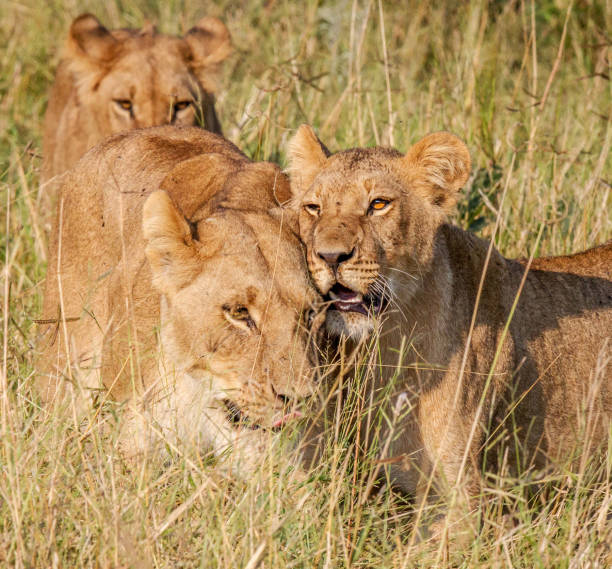 istock Beautiful Savuti,Botswana wildlife  Pictures 1439632873