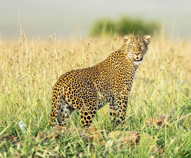 istock Beautiful Savuti,Botswana wildlife  Pictures 1439632887