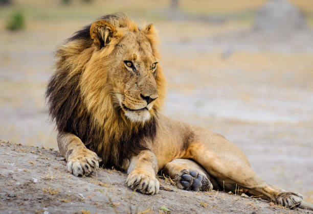 istock Beautiful Savuti,Botswana wildlife  Pictures 1439632893