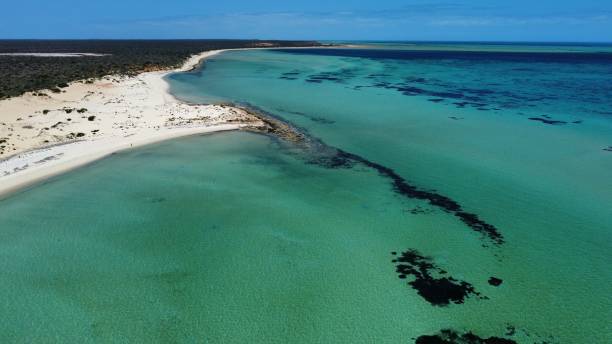 istock Cattle Well Beach South Facing Photo 1439632950