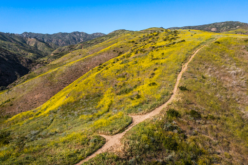 Golden wildflowers on mountain with dirt footpath on a sunny clear blue sky day in California