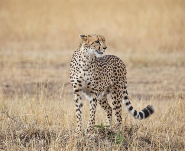 Magical Savuti,Botswana wildlife  Pictures