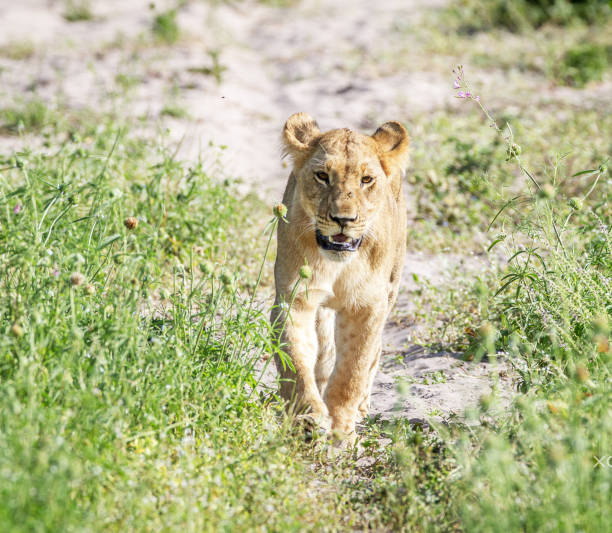 Magical Savuti,Botswana wildlife  Pictures
