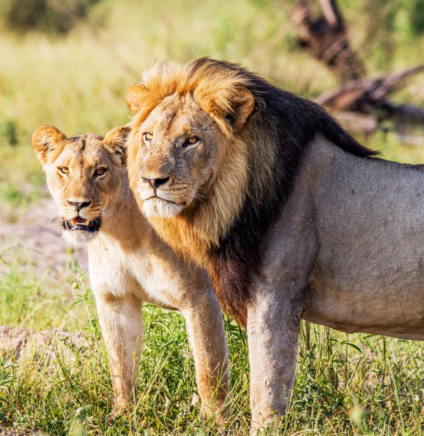 istock Magical Savuti,Botswana wildlife  Pictures 1439633109