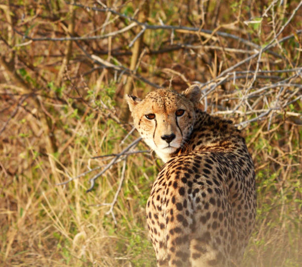 Magical Savuti,Botswana wildlife  Pictures