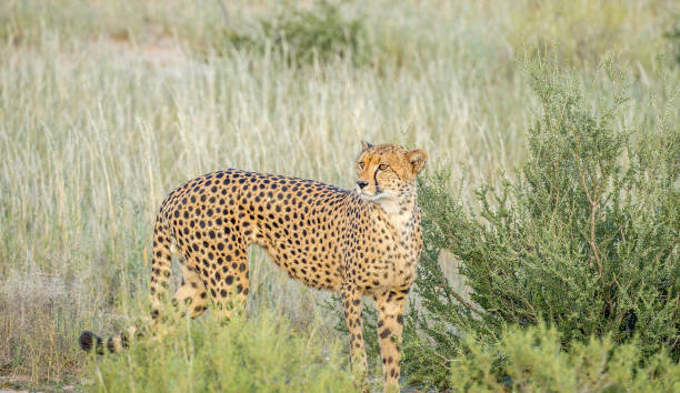 Magical Savuti,Botswana wildlife  Pictures