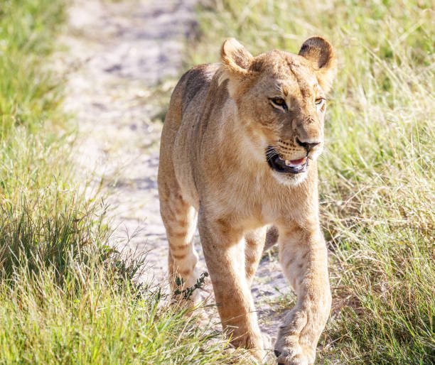 istock Magical Savuti,Botswana wildlife  Pictures 1439633200