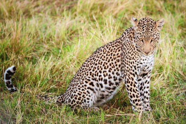 Magical Savuti,Botswana wildlife  Pictures