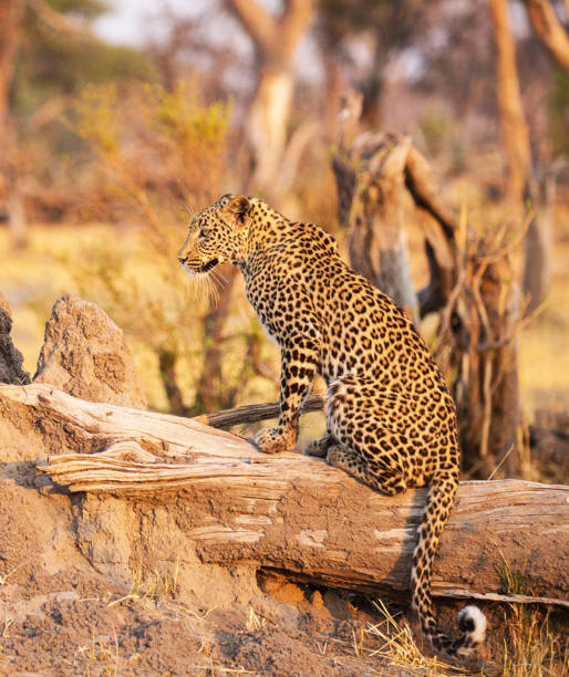 Magical Savuti,Botswana wildlife  Pictures