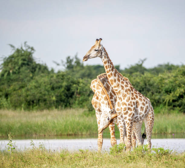 Magical Savuti,Botswana wildlife  Pictures