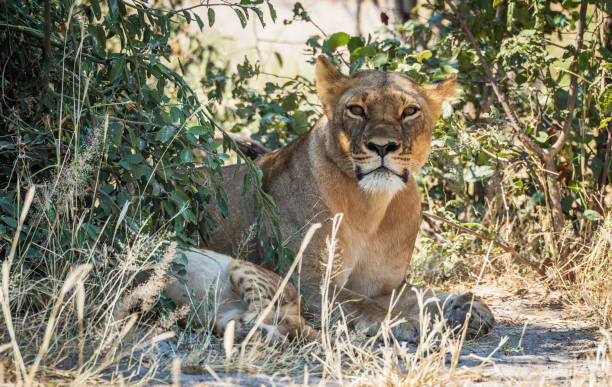Magical Savuti,Botswana wildlife  Pictures