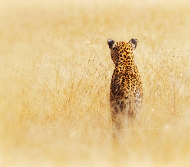 Magical Savuti,Botswana wildlife  Pictures