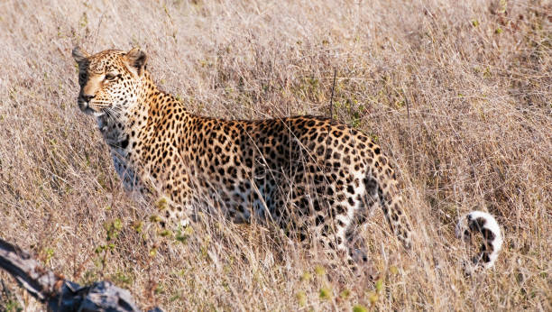 Magical Savuti,Botswana wildlife  Pictures