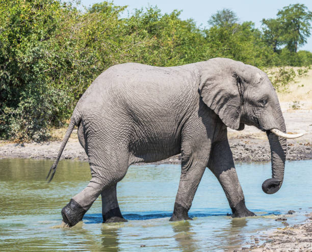 Magical Savuti,Botswana wildlife  Pictures