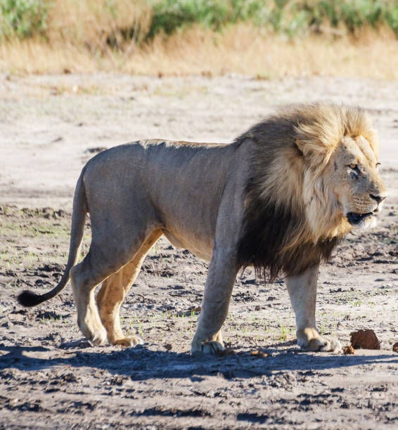 Magical Savuti,Botswana wildlife  Pictures