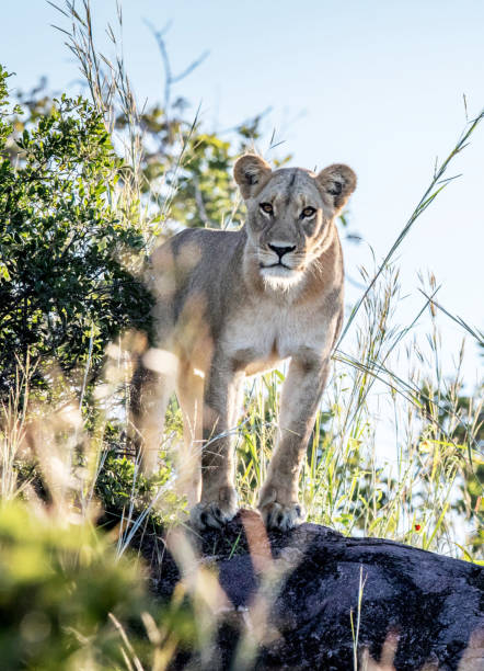 Magical Savuti,Botswana wildlife  Pictures