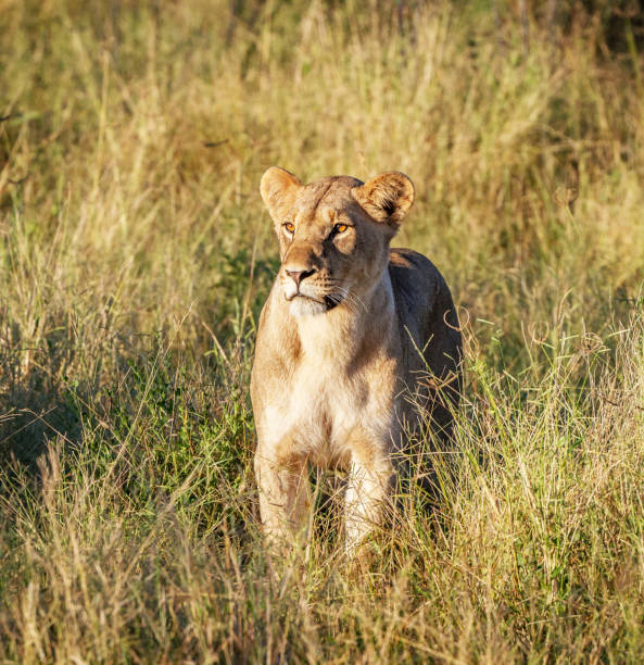 Magical Savuti,Botswana wildlife  Pictures