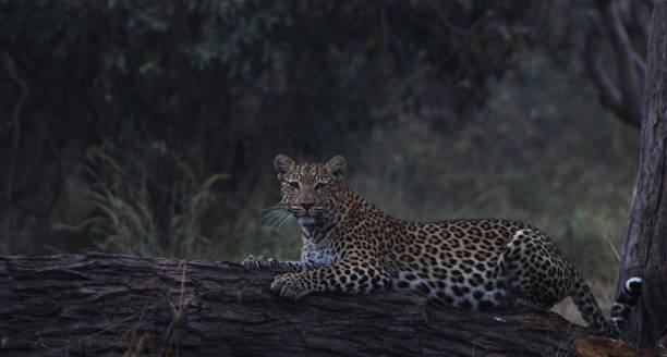 Magical Savuti,Botswana wildlife  Pictures