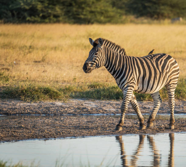 Magical Savuti,Botswana wildlife  Pictures