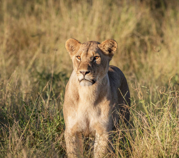 istock Magical Savuti,Botswana wildlife  Pictures 1439634209