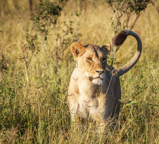 Magical Savuti,Botswana wildlife  Pictures