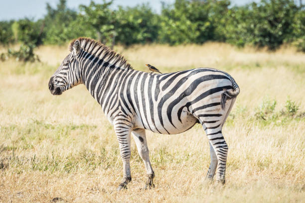 Magical Savuti,Botswana wildlife  Pictures