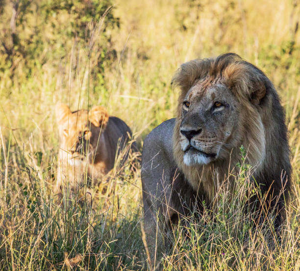istock Magical Savuti,Botswana wildlife  Pictures 1439634300