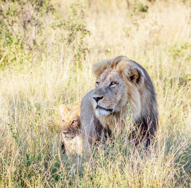 Magical Savuti,Botswana wildlife  Pictures