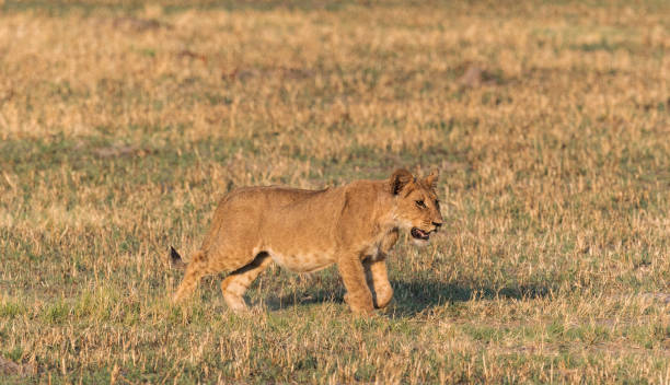 Magical Savuti,Botswana wildlife  Pictures