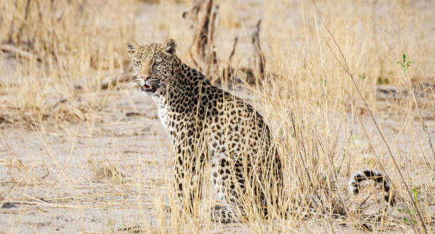Magical Savuti,Botswana wildlife  Pictures
