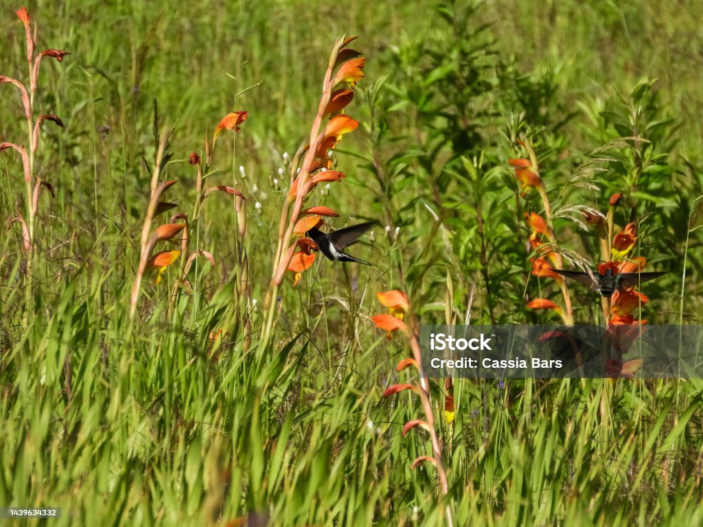 Black Jacobin hummingbird (Florisuga fusca) Black Jacobin hummingbird (Florisuga fusca), drinking nectar from orange flowers Animal Stock Photo