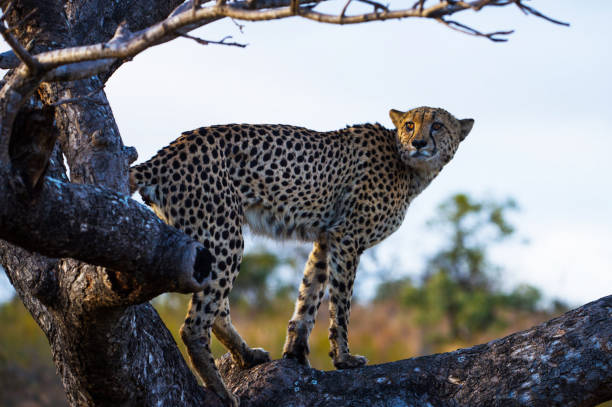 Magical Savuti,Botswana wildlife  Pictures