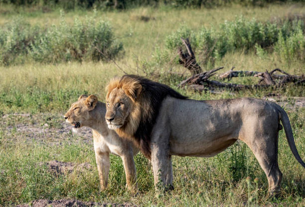 Magical Savuti,Botswana wildlife  Pictures