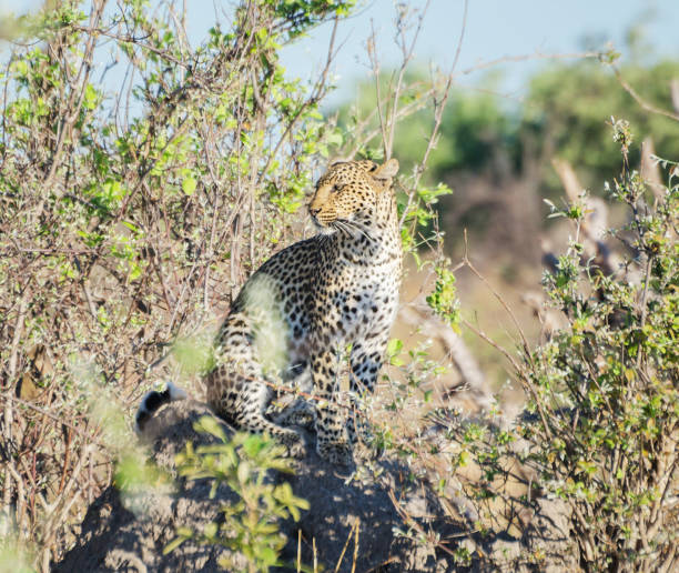 Magical Savuti,Botswana wildlife  Pictures