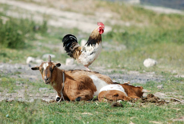 a goat and a rooster