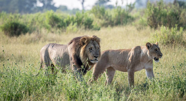 Magical Savuti,Botswana wildlife  Pictures