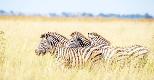 Magical Savuti,Botswana wildlife  Pictures