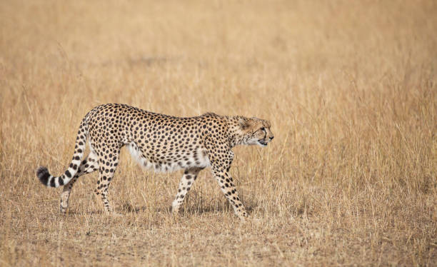Magical Savuti,Botswana wildlife  Pictures