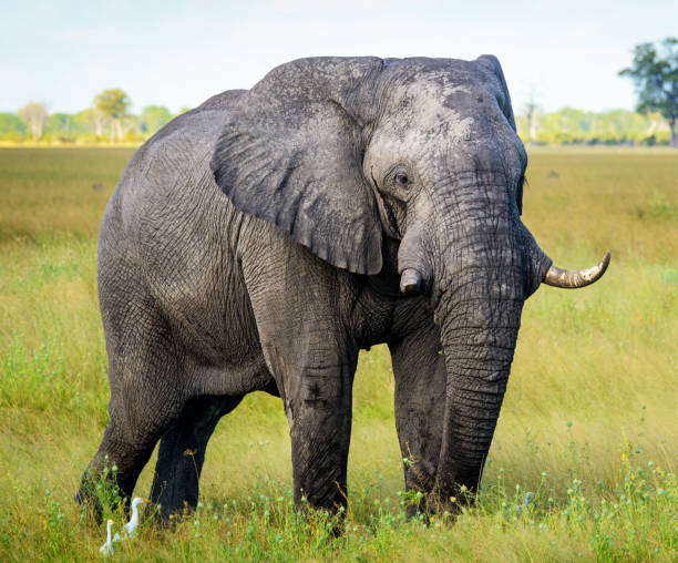 istock Magical Savuti,Botswana wildlife  Pictures 1439634495