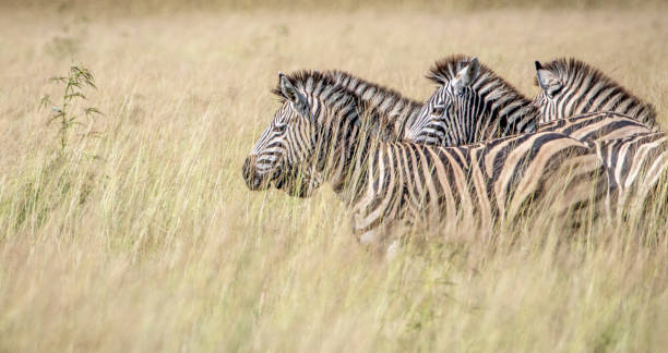 istock Magical Savuti,Botswana wildlife  Pictures 1439634678