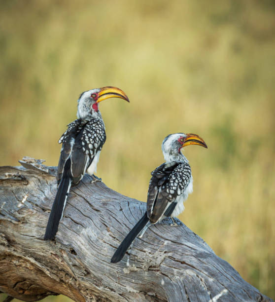 Magical Savuti,Botswana wildlife  Pictures