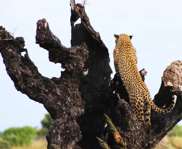 Magical Savuti,Botswana wildlife  Pictures