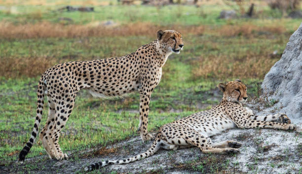 Magical Savuti,Botswana wildlife  Pictures
