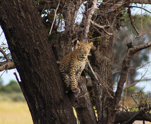 Magical Savuti,Botswana wildlife  Pictures